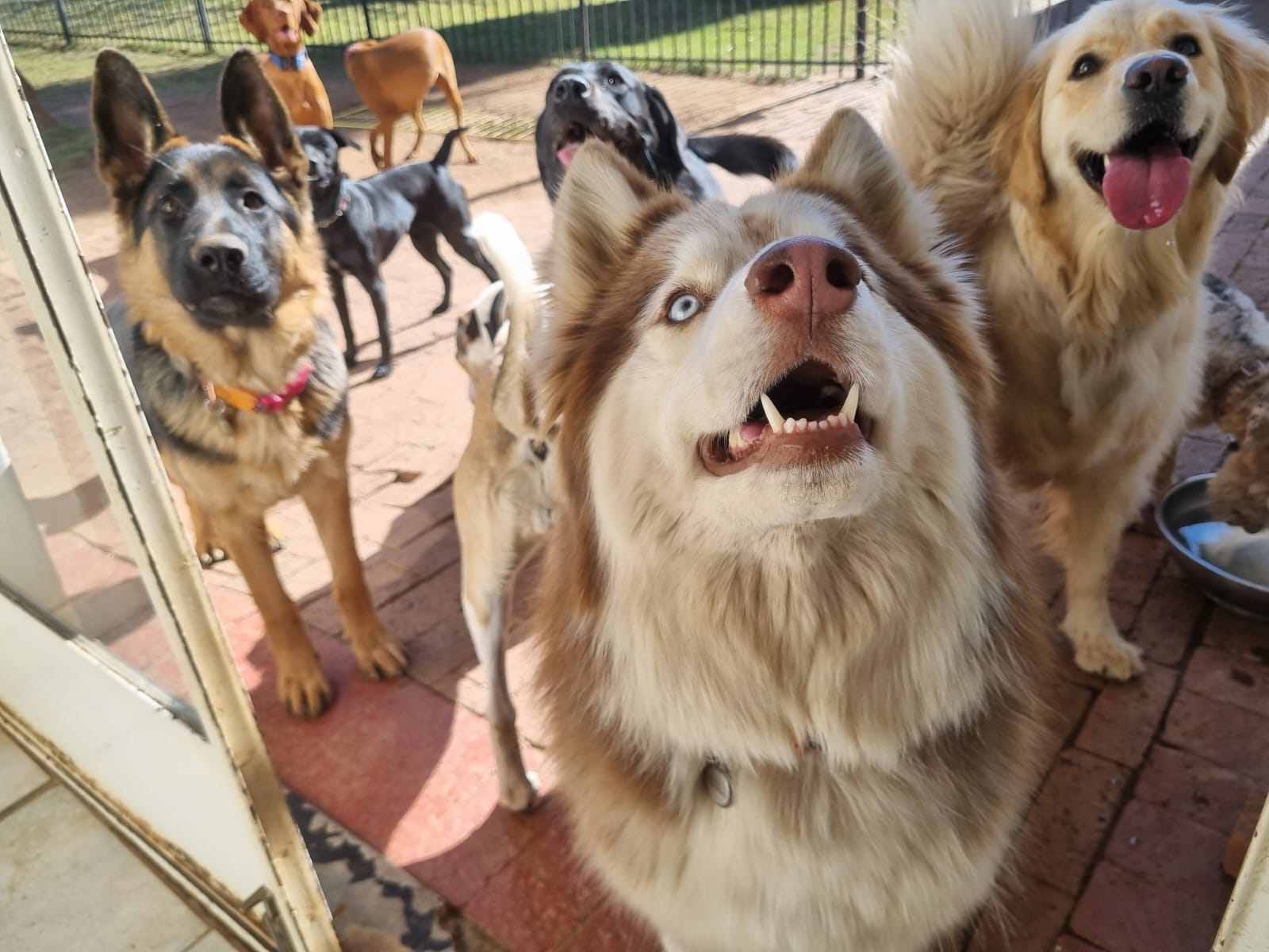 Pawsome Pups in action